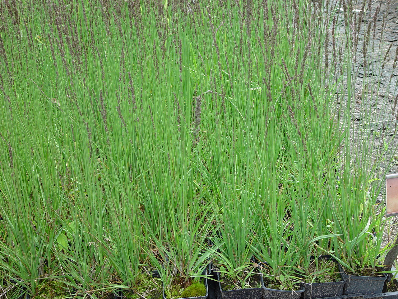 Molinia caerulea subsp. caerulea 'Moorhexe'